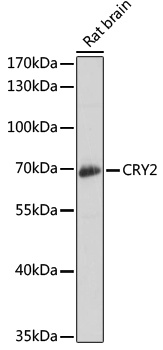CRY2 Antibody