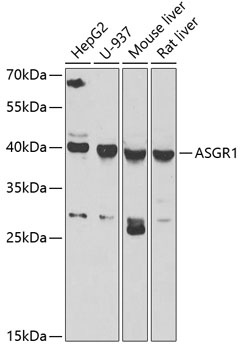 ASGR1 Antibody