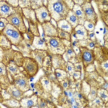 ASGR1 Antibody