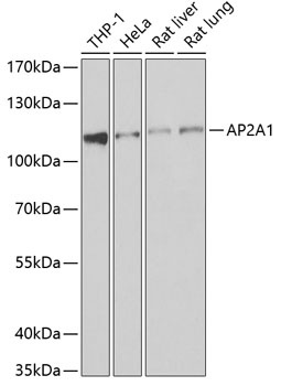 AP2A1 Antibody
