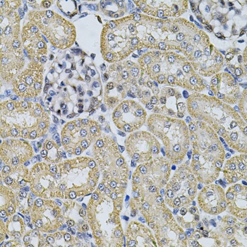 AP2A1 Antibody