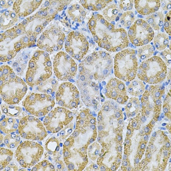 AP2A1 Antibody
