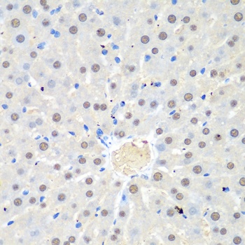 WDR48 Antibody