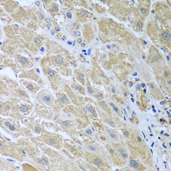 WDR48 Antibody