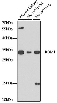 RDM1 Antibody