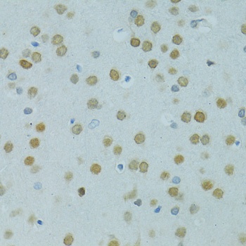 MUS81 Antibody