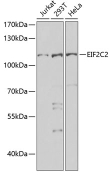 EIF2C2 Antibody