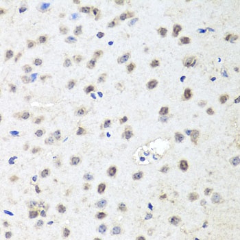EIF2C2 Antibody