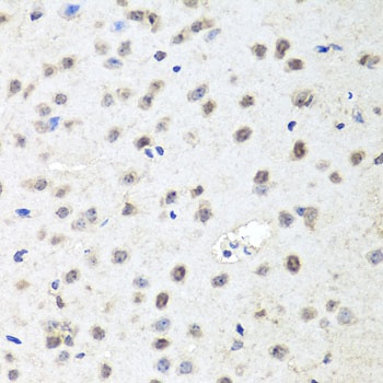 AGO2 Antibody