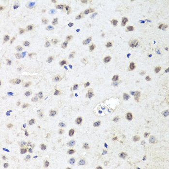 AGO2 Antibody