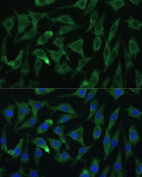 EIF2C2 Antibody