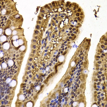 XPO5 Antibody