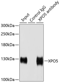 XPO5 Antibody