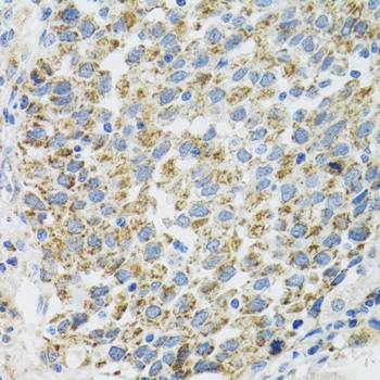 TXN2 Antibody