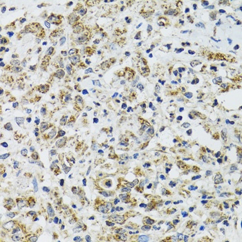 TXN2 Antibody