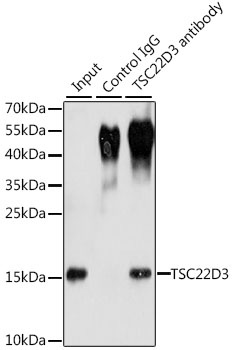 TSC22D3 Antibody