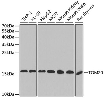 TOMM20 Antibody