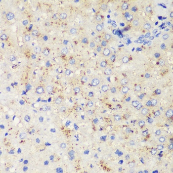 TOM20 Antibody