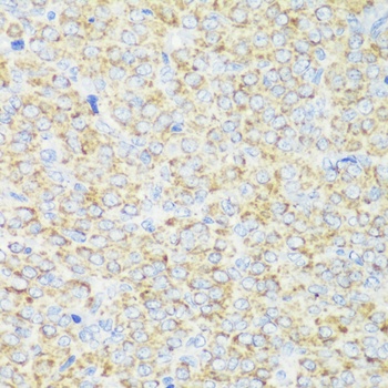 TOM20 Antibody