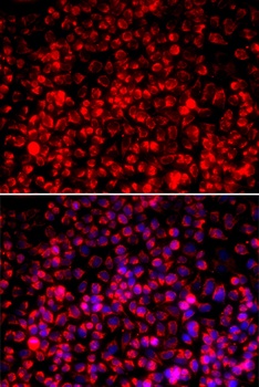 TOM20 Antibody