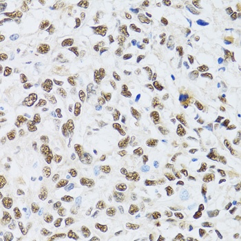 TOM20 Antibody