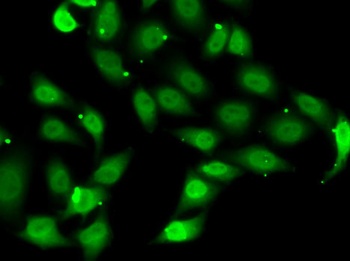 TEAD1 Antibody