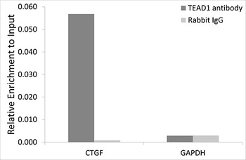 TEAD1 Antibody