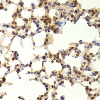 TAF1C Antibody