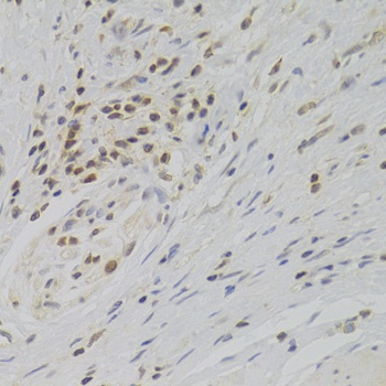 TAF1C Antibody