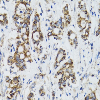 SURF1 Antibody