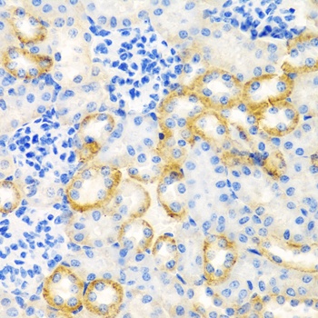 STC1 Antibody