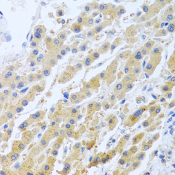 STC1 Antibody