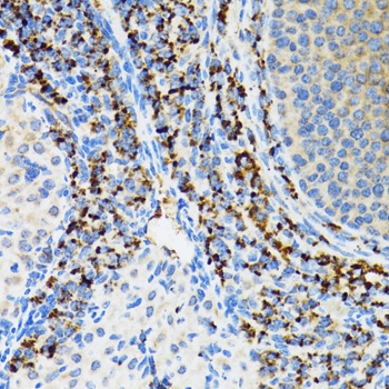 SRP19 Antibody