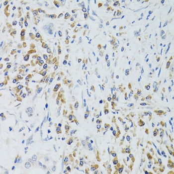 SRP19 Antibody