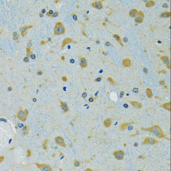 SRP19 Antibody