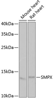 SMPX Antibody