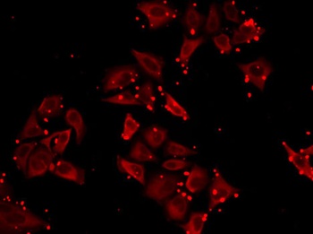 SLC23A2 Antibody