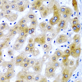 SECISBP2 Antibody