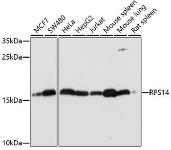 RPS14 Antibody