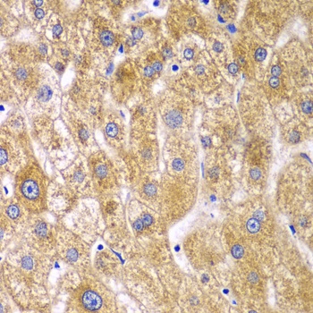 RPN1 Antibody