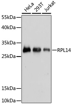 RPL14 Antibody