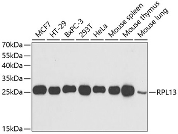 RPL13 Antibody