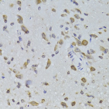 RPL13 Antibody