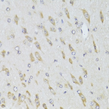 RPL13 Antibody