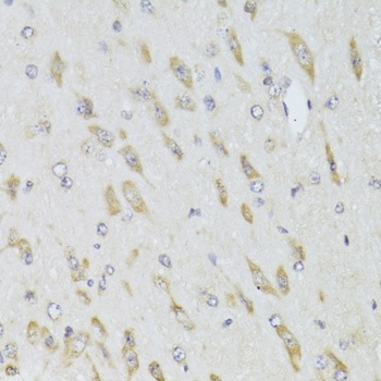 RPL13 Antibody