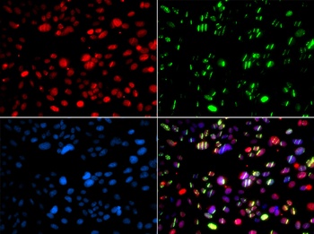 RPL13 Antibody