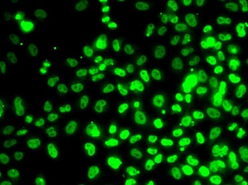 RPA3 Antibody