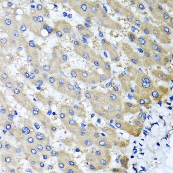 RBP2 Antibody