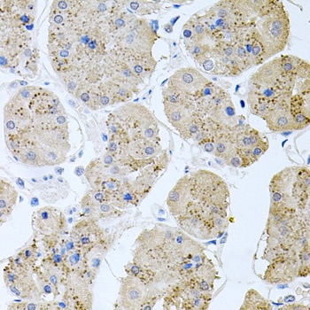 RAPSN Antibody