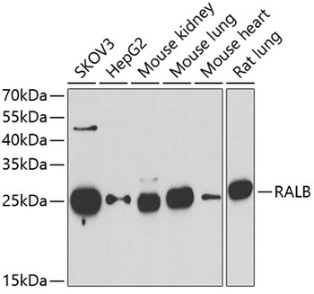 RALB Antibody